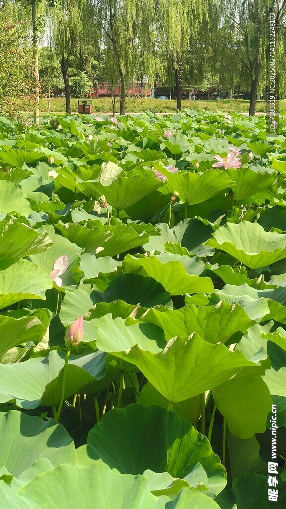 夏日荷塘綠意濃