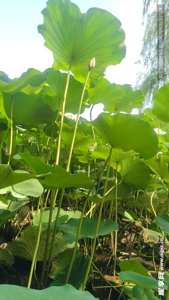 夏日荷塘中的茂盛荷葉