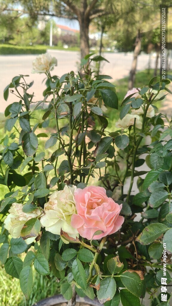 嬌艷綻放的多彩月季花