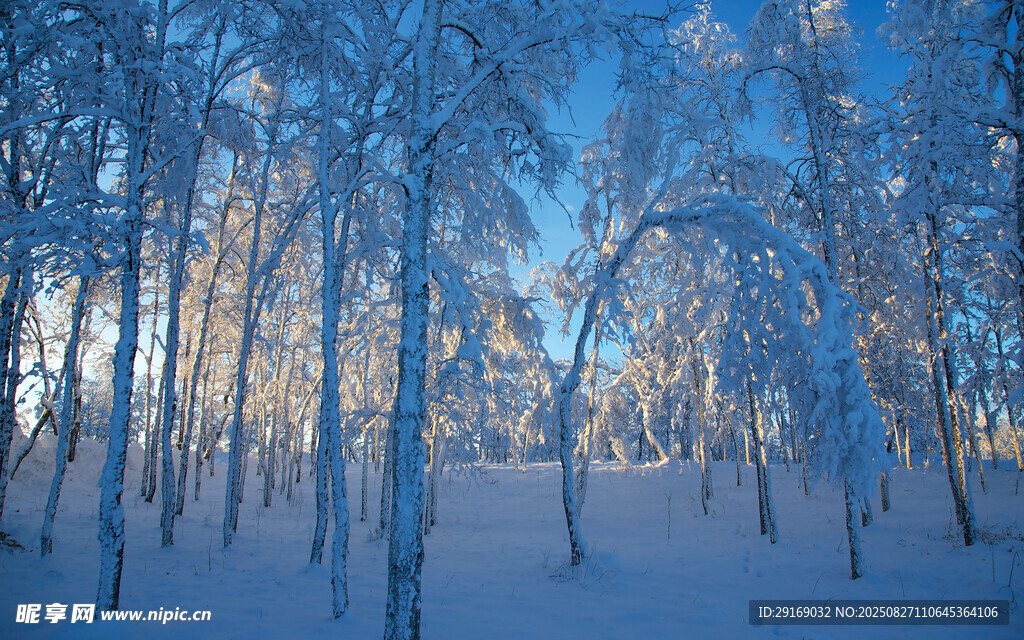冬日雪林美景