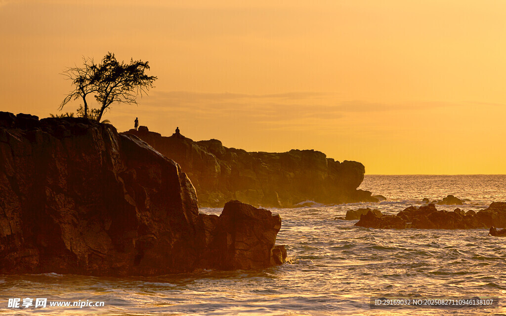 夕陽下海邊孤樹美景