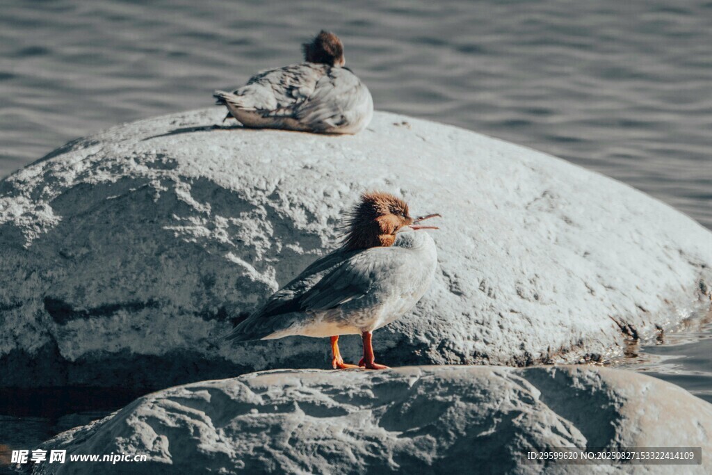 巖石上休憩的兩只鳥兒