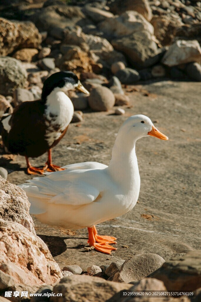岸邊的白鴨與黑鳥(niǎo)