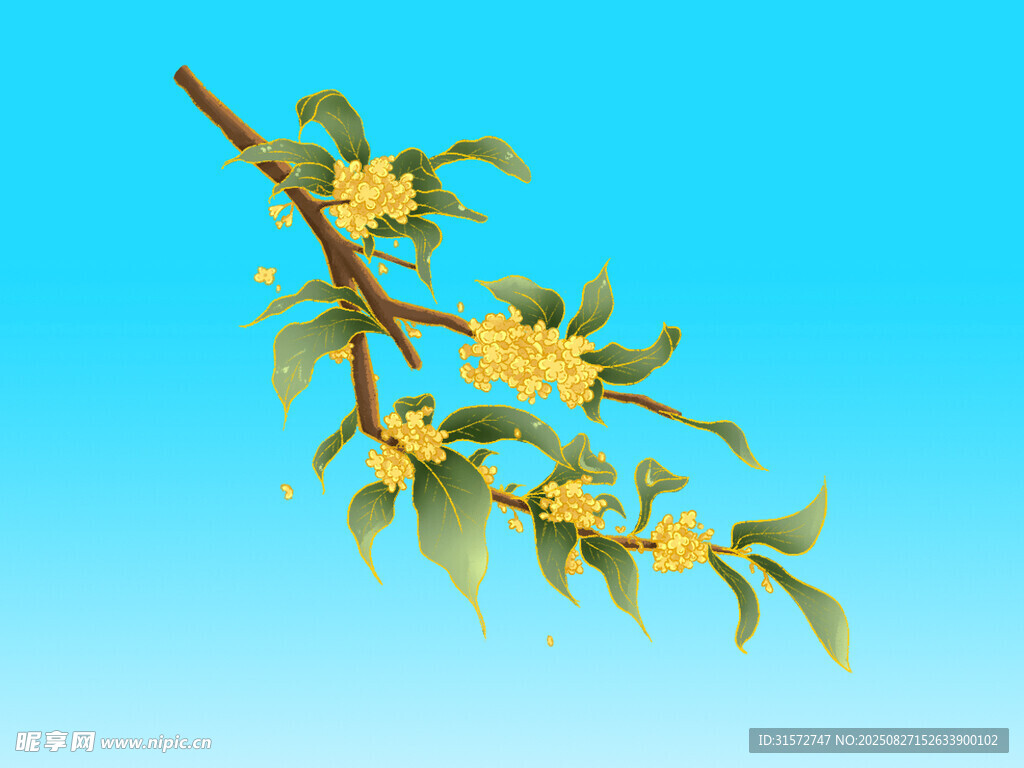 桂花