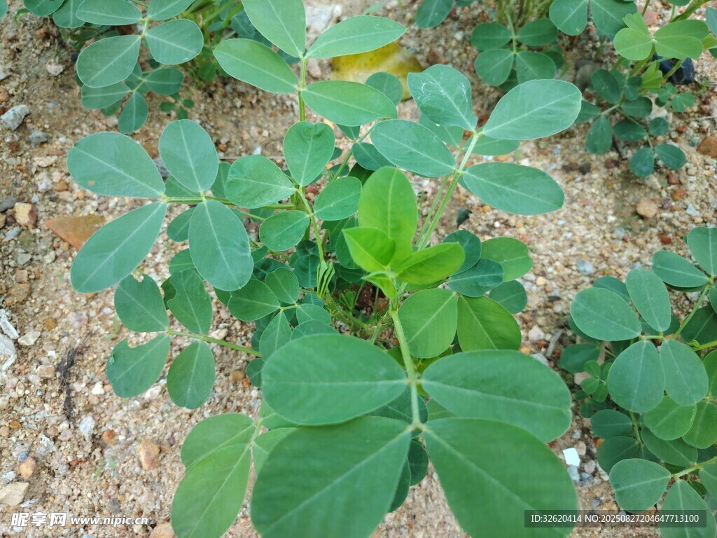 花生植株