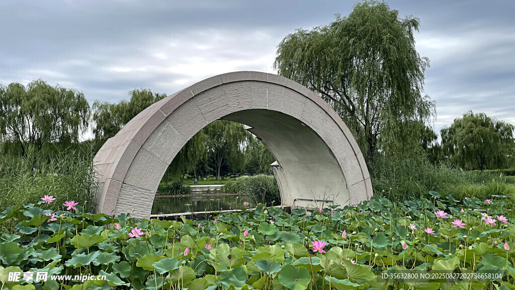 池塘荷花景觀