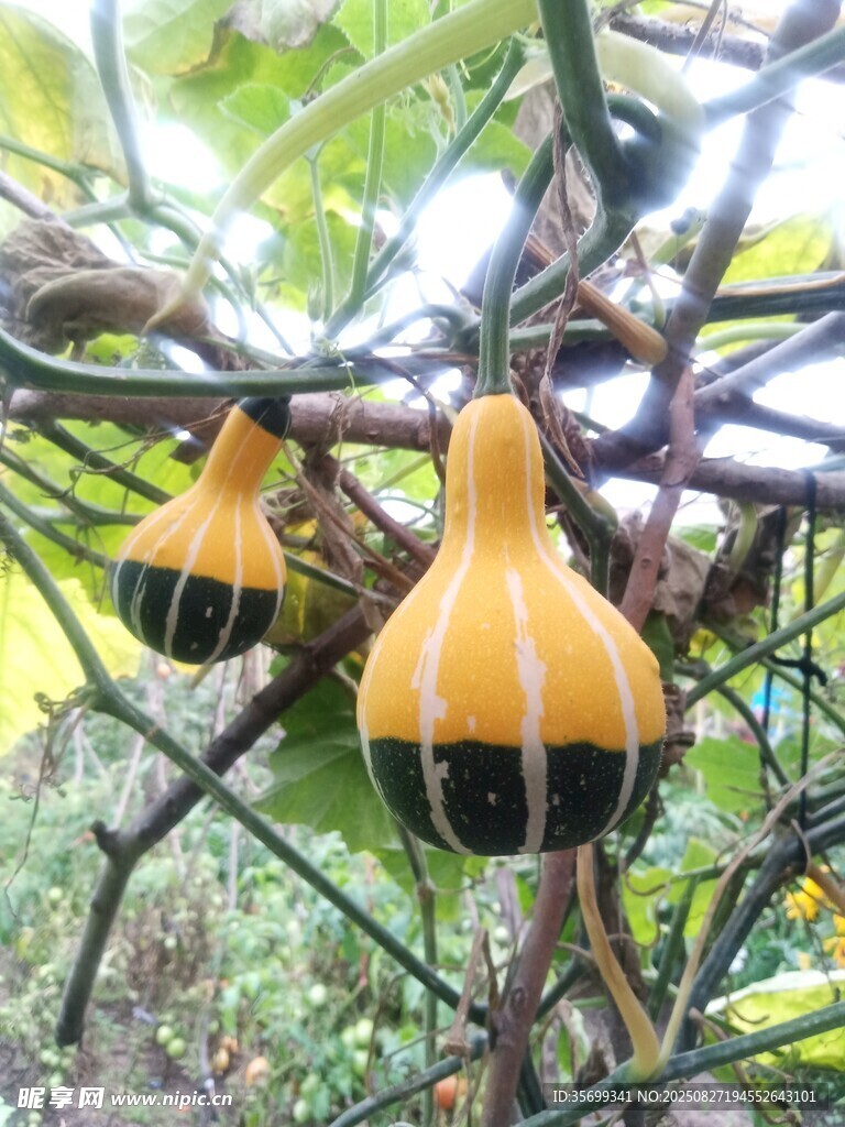 藤蔓上的雙色葫蘆