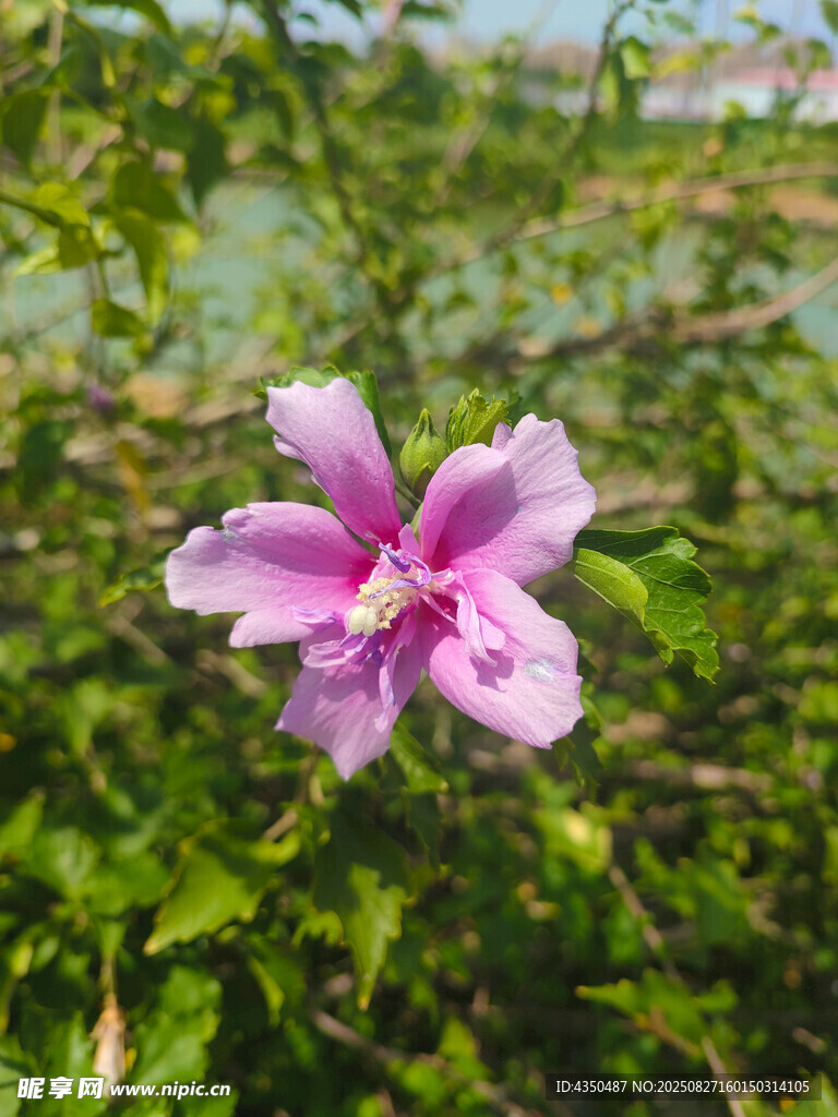 嬌艷木槿花綻放綠意間