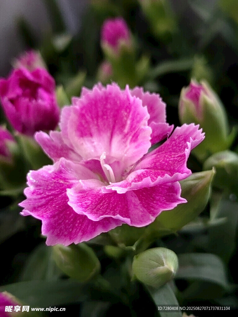 嬌艷石竹花綻放