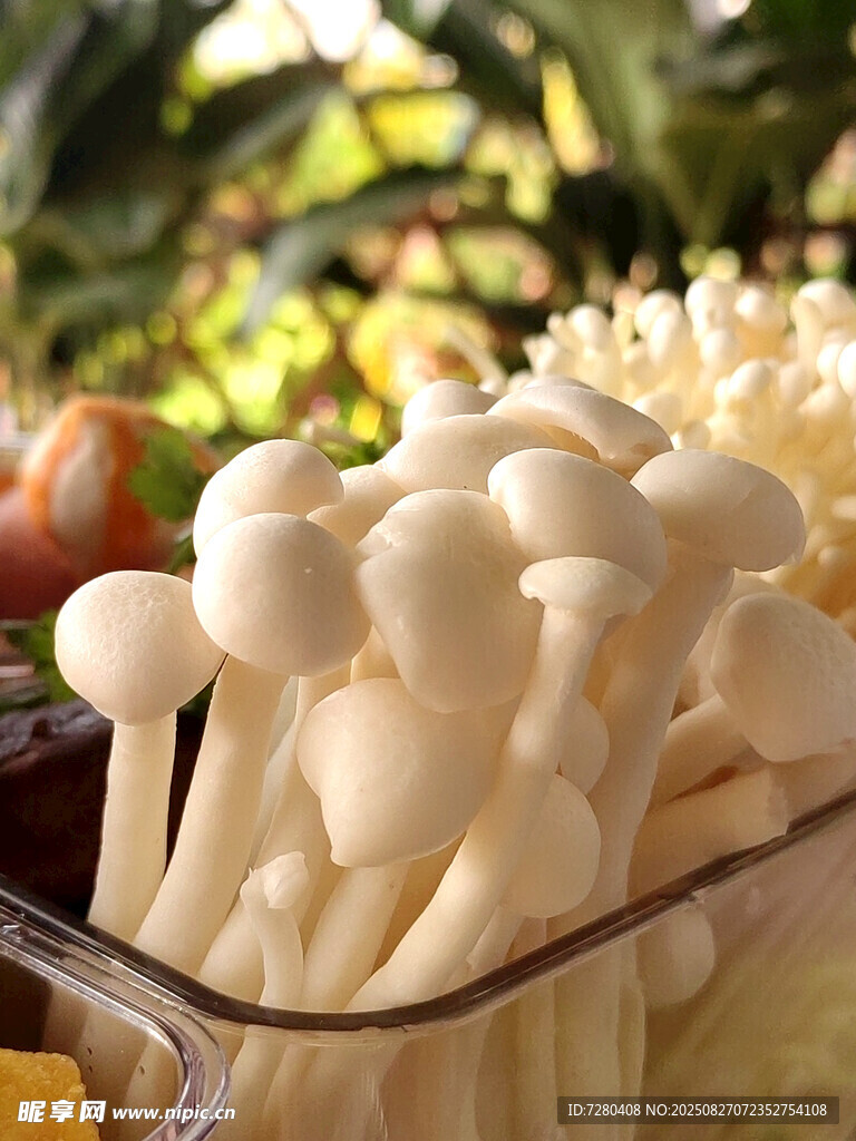 新鮮白玉菇