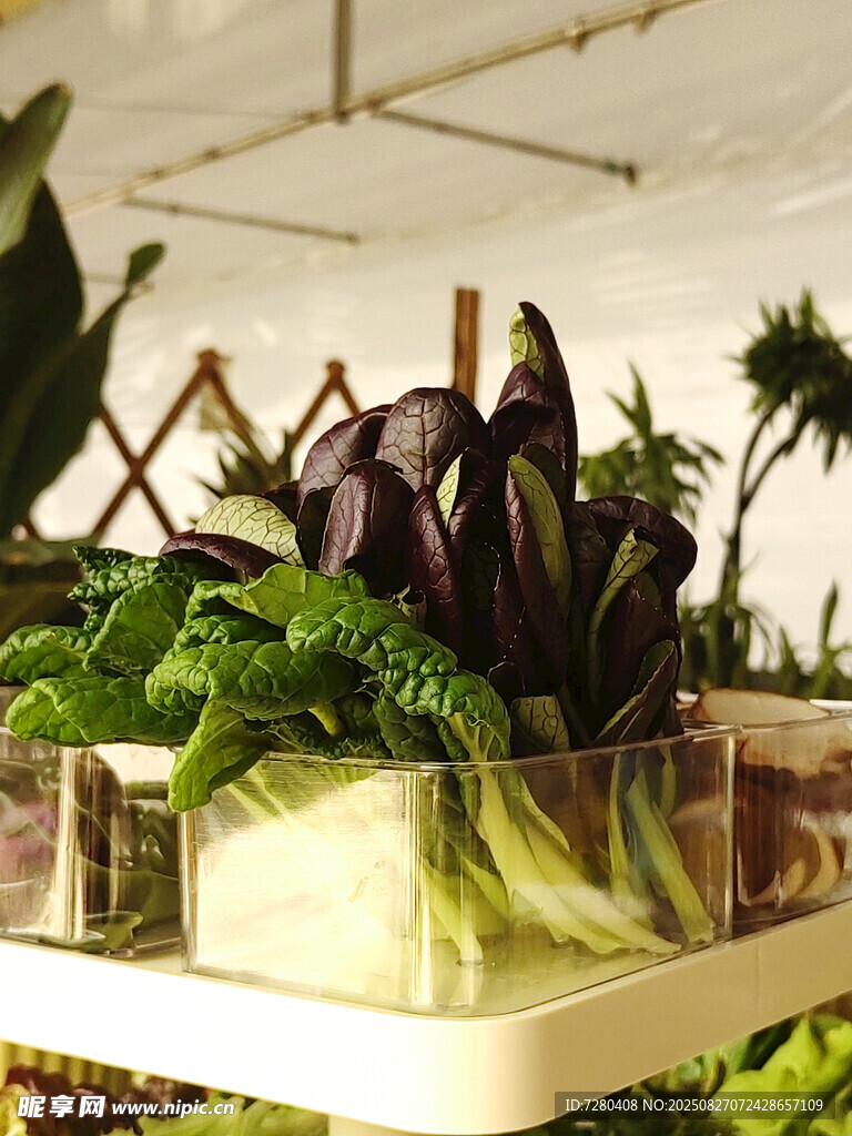 室內(nèi)綠植景觀展示