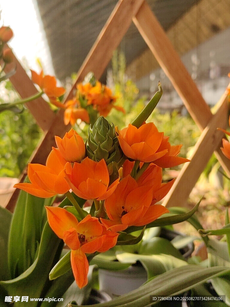橙色花卉綻放于木架旁