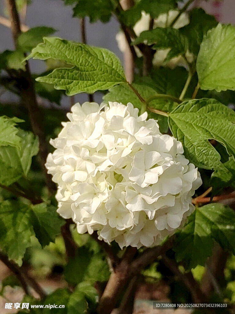 白色繡球花綻放枝頭