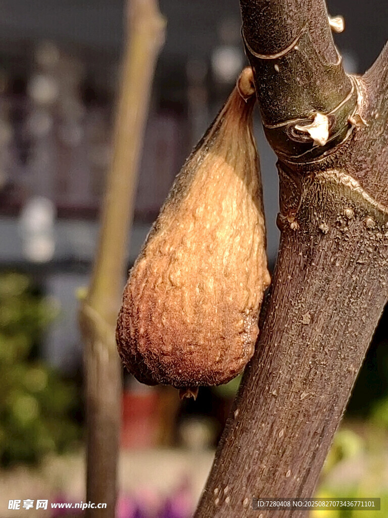 樹枝上懸掛的獨(dú)特鳥巢