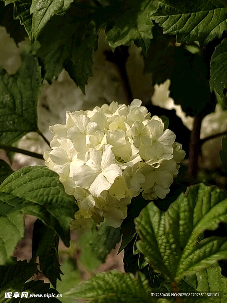 白色繡球花綻放于綠葉間