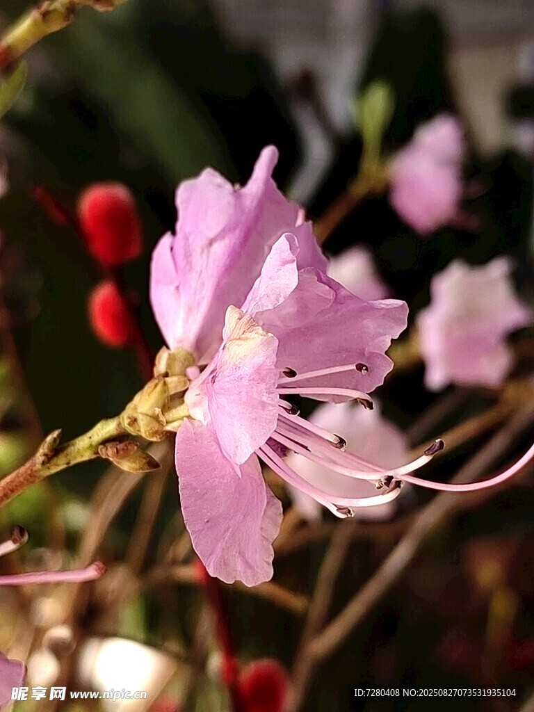 嬌艷粉色花朵