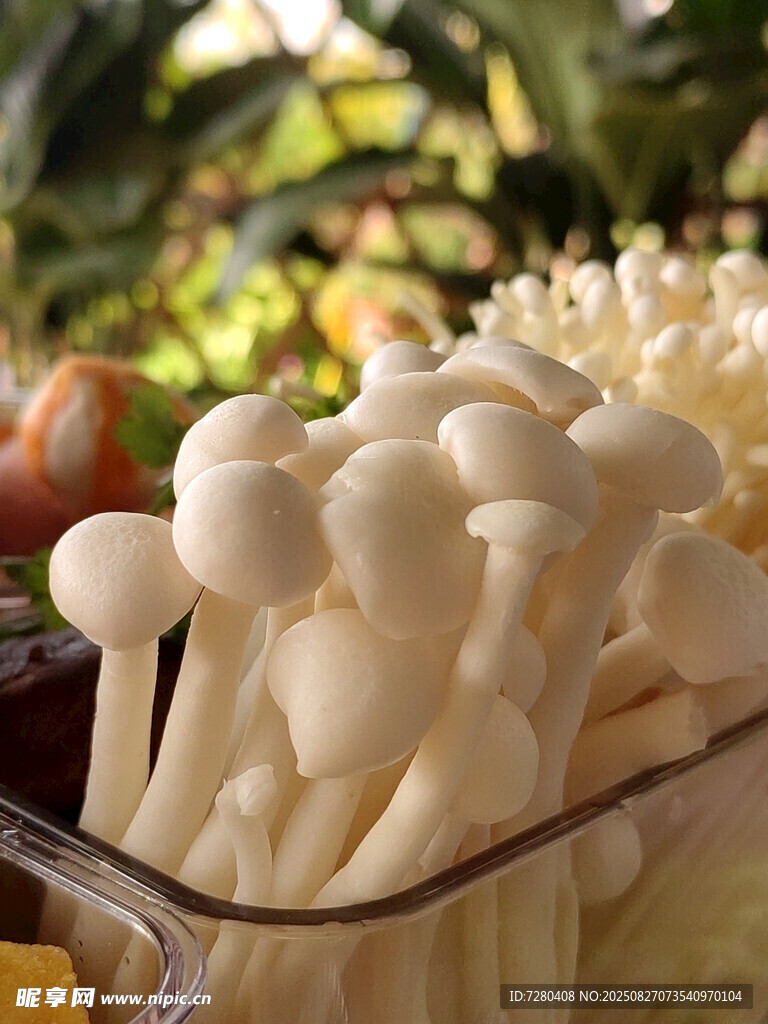 新鮮白玉菇展示