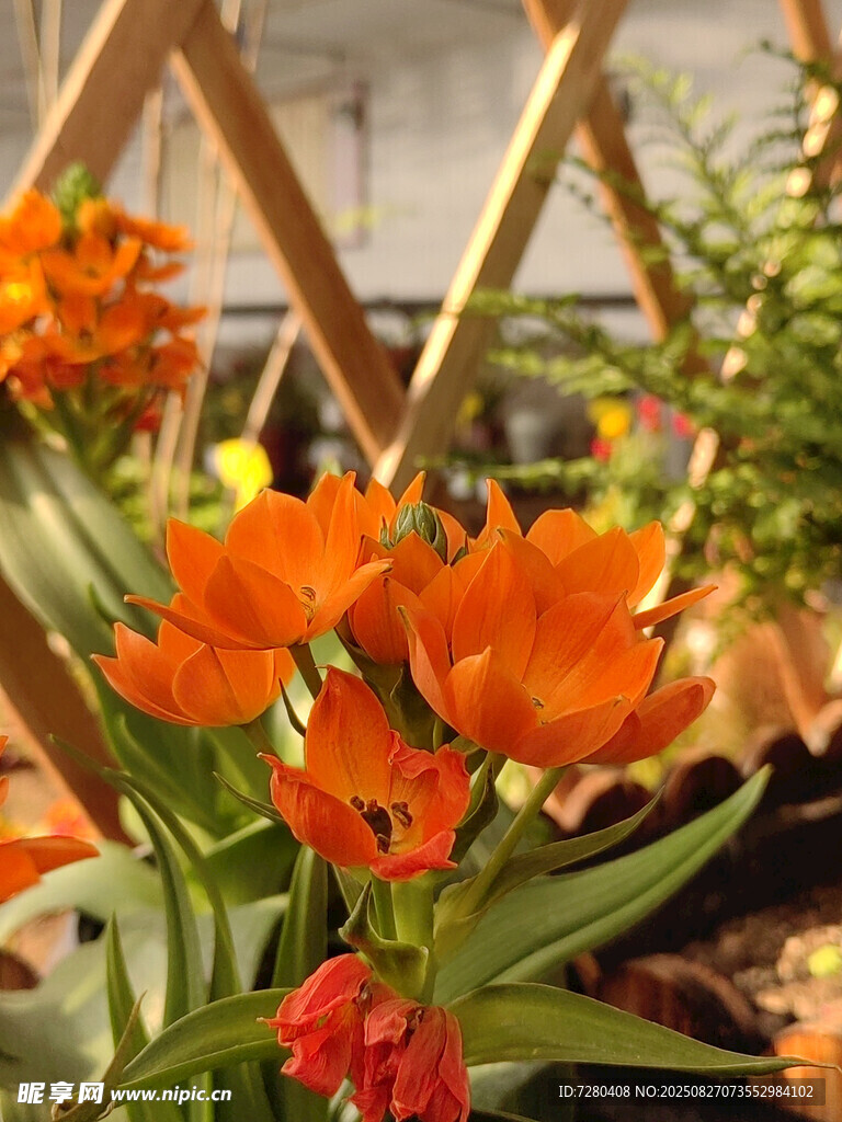 橙色花卉綻放于木架間