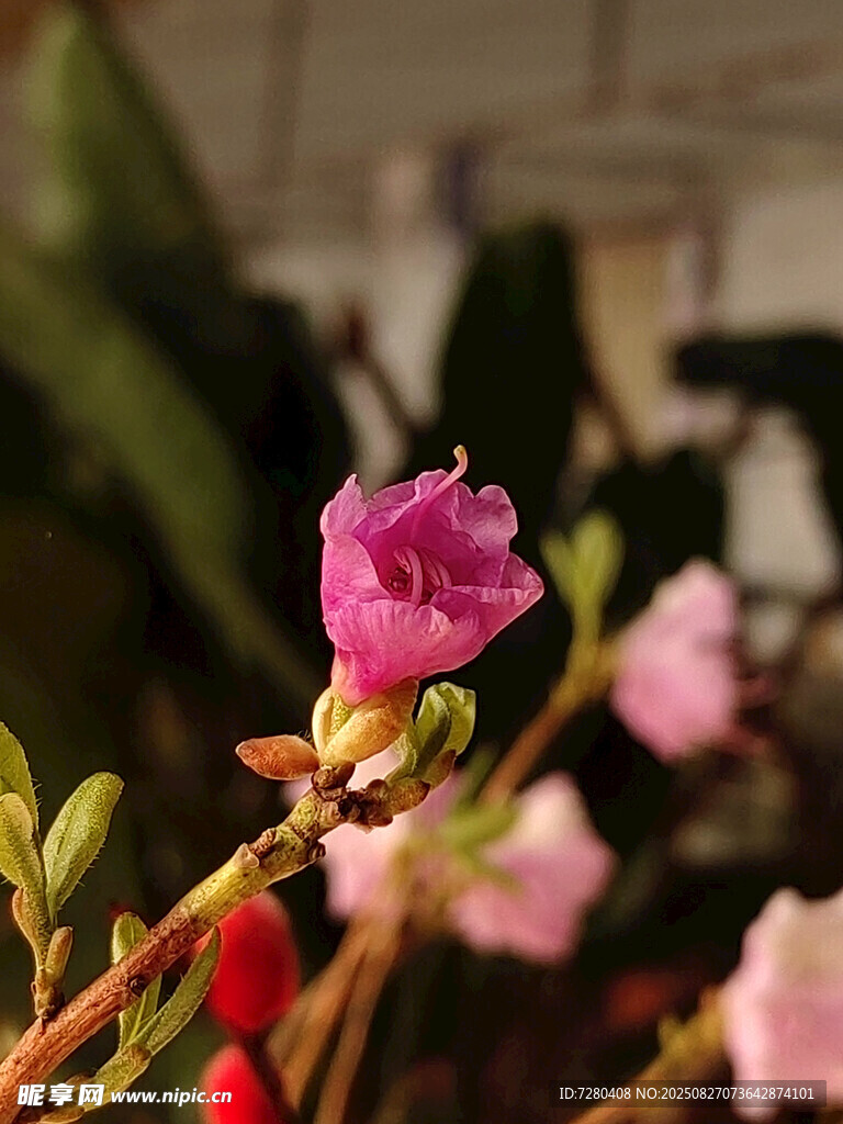 嬌艷綻放的粉色花卉