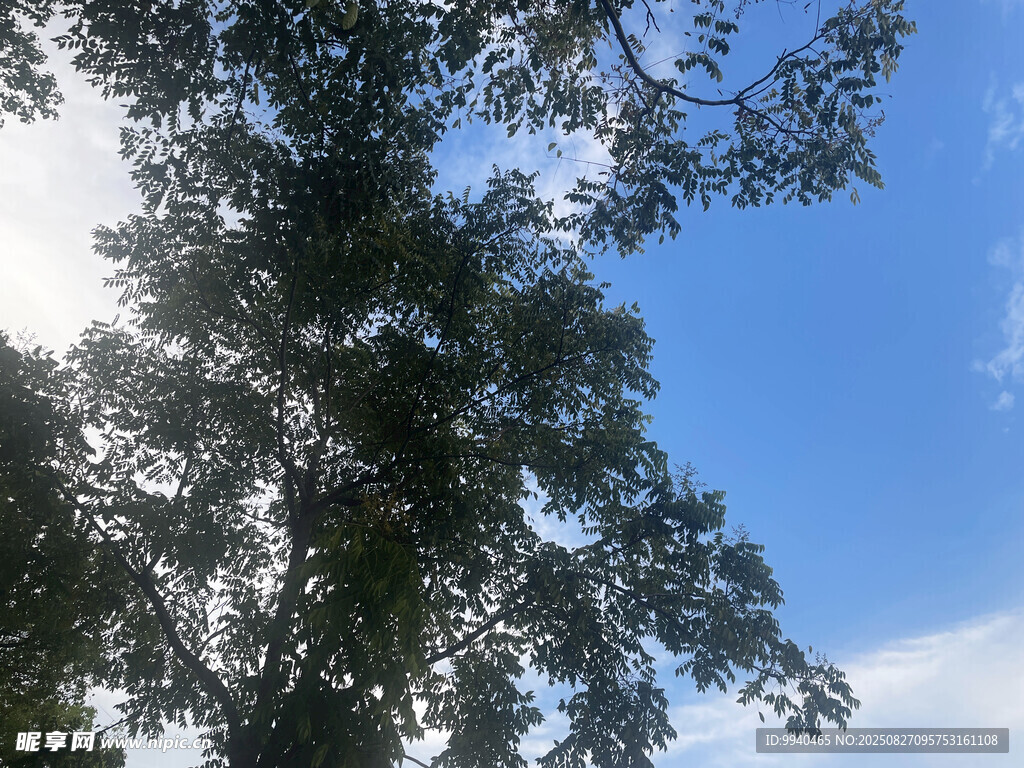 陽光下的繁茂綠樹