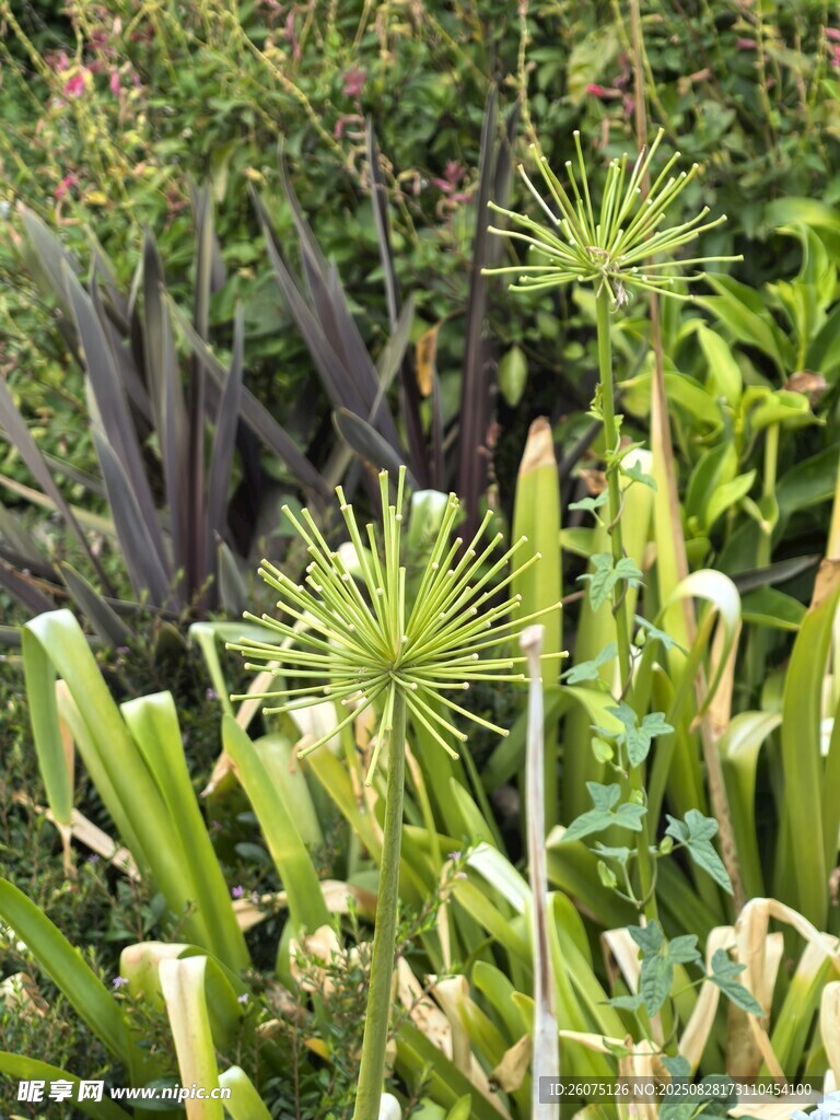 花園里的多樣綠植景觀