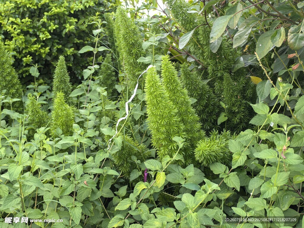 綠意盎然的植物景觀