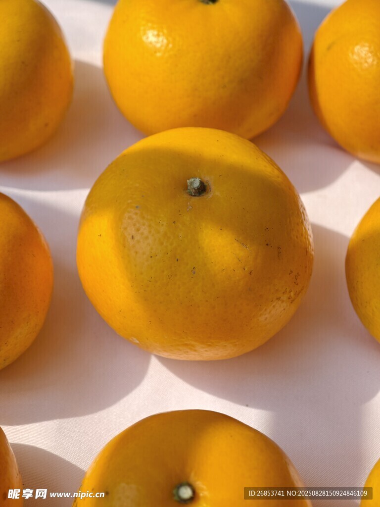 沃柑