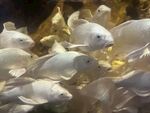金魚(yú)錦鯉魚(yú)