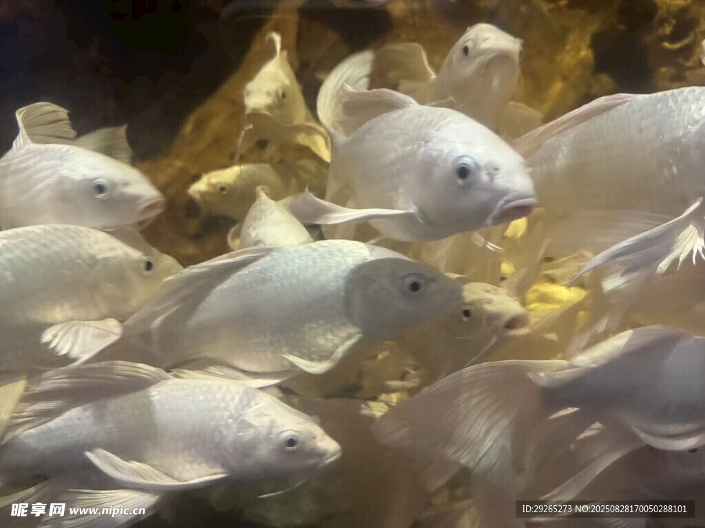 金魚錦鯉魚