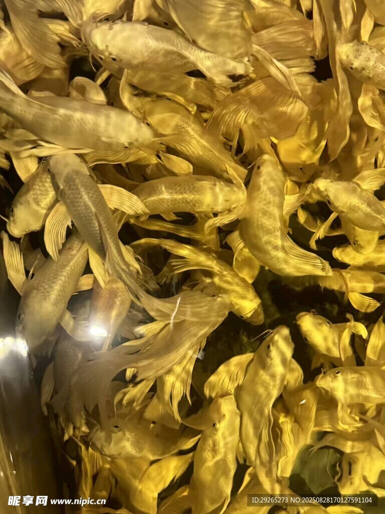 錦鯉魚
