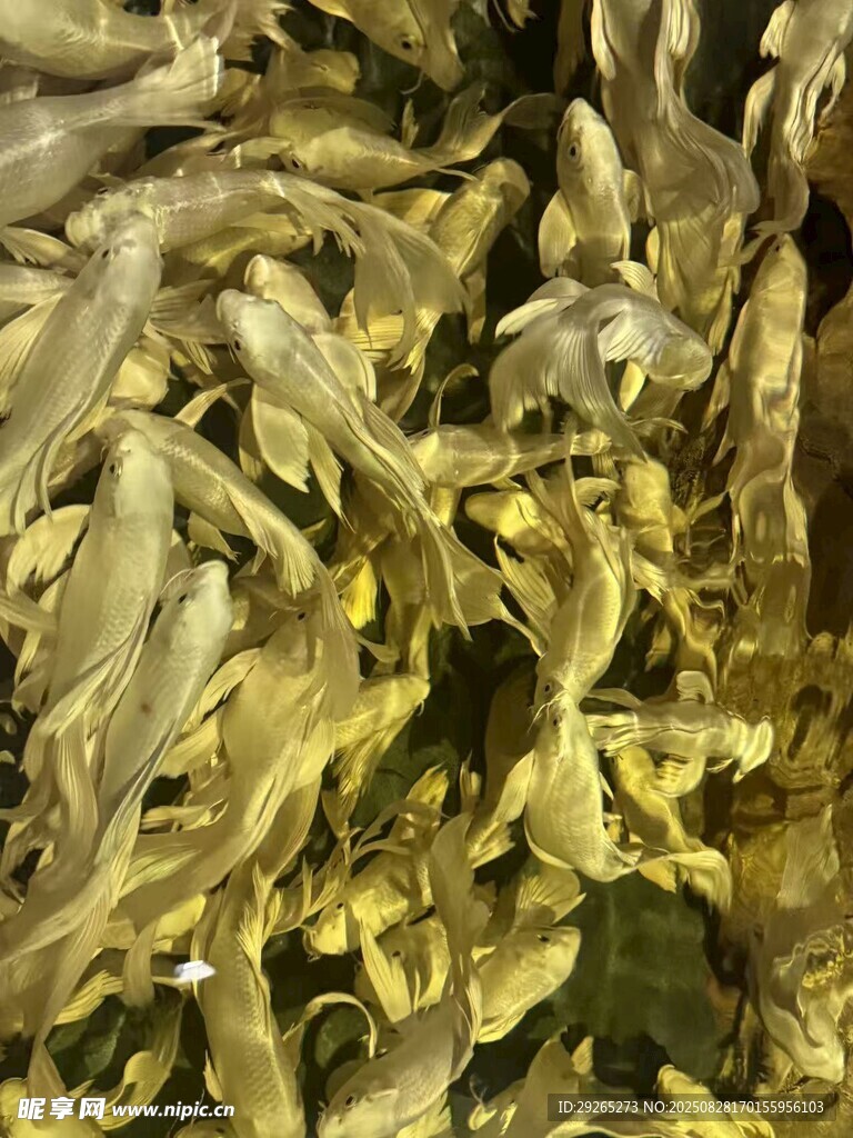 金魚(yú)