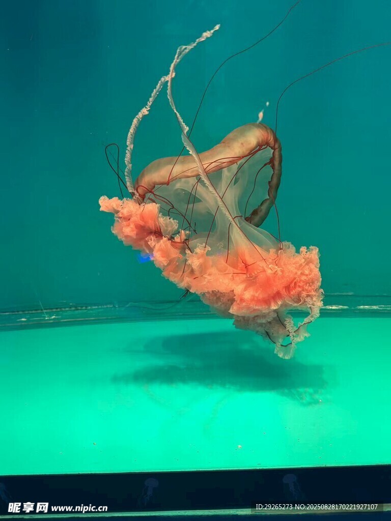 水母