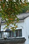 桂花