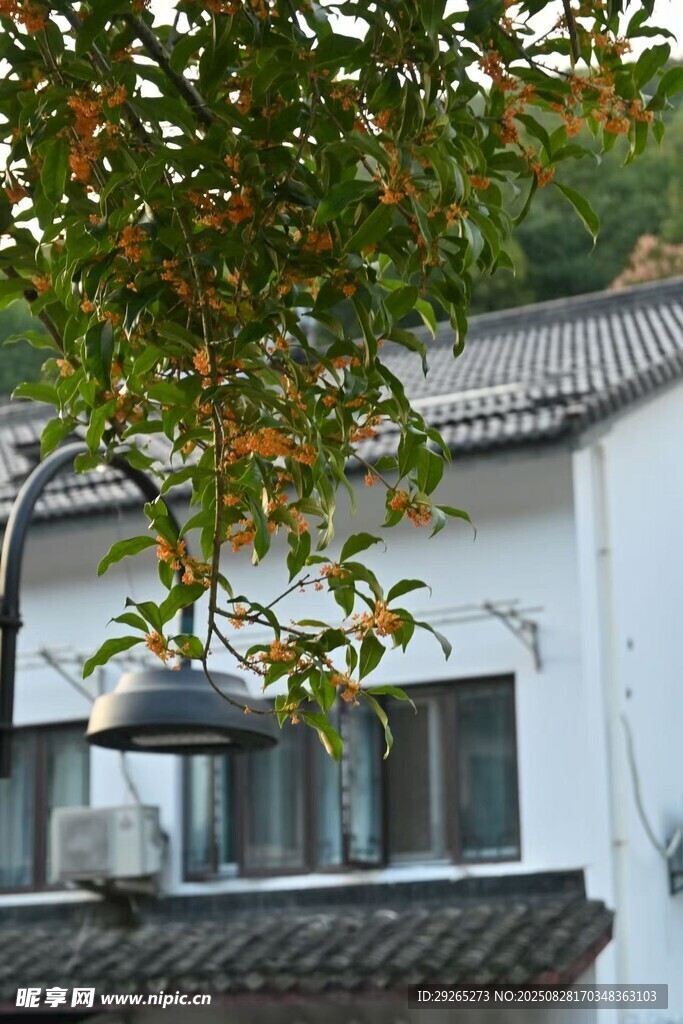 桂花