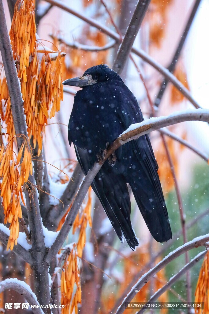 枝頭黑鳥(niǎo)賞秋葉