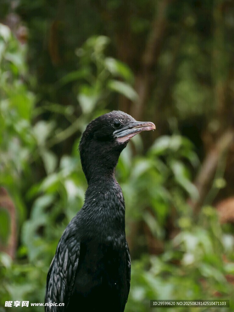 水邊張嘴的黑色鳥兒