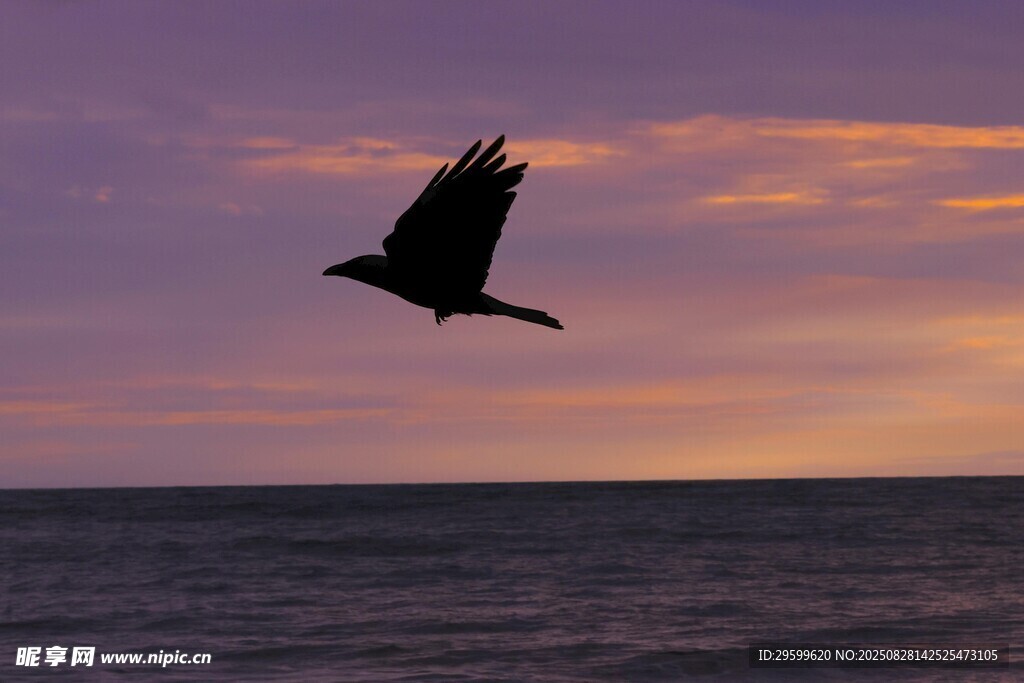 夕陽(yáng)下飛鳥(niǎo)翱翔海面
