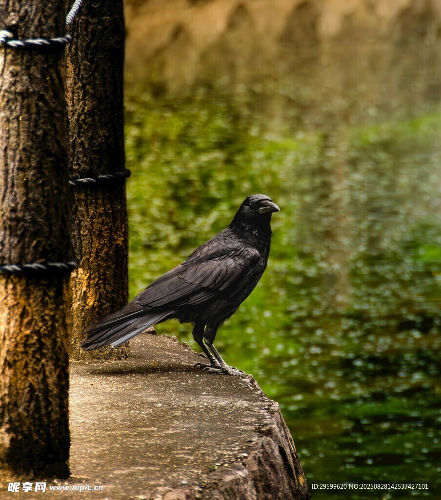 石臺(tái)上的黑鳥(niǎo)
