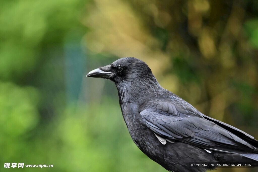 枝頭黑鳥