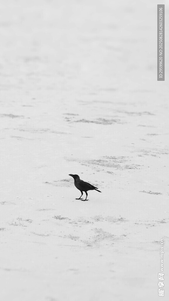 雪地孤鳥