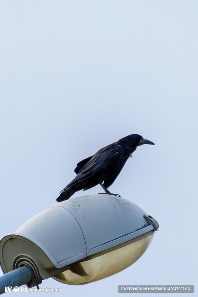 路燈上的黑鳥