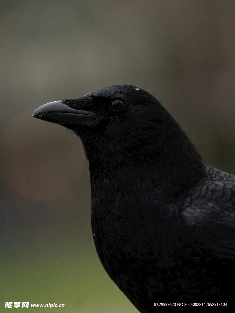 黑鴉特寫(xiě)