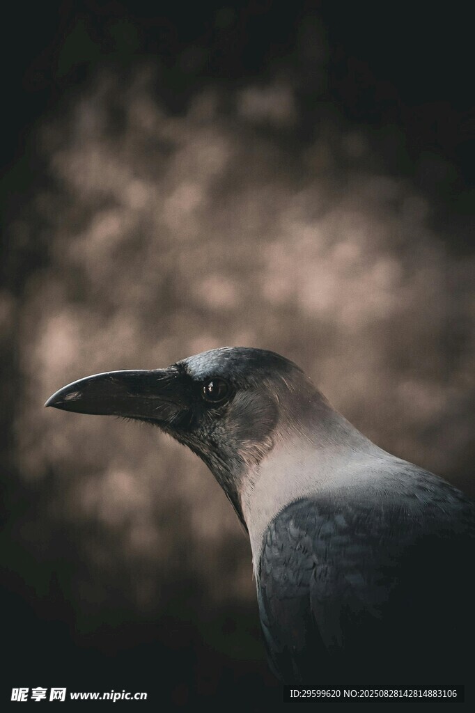 黑羽鳥特寫