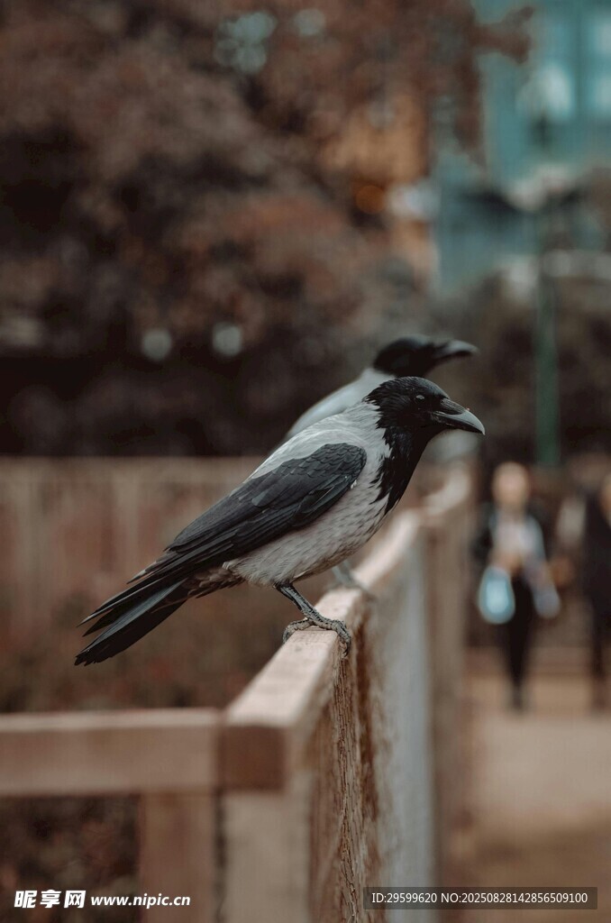 欄桿上的黑白相間鳥兒