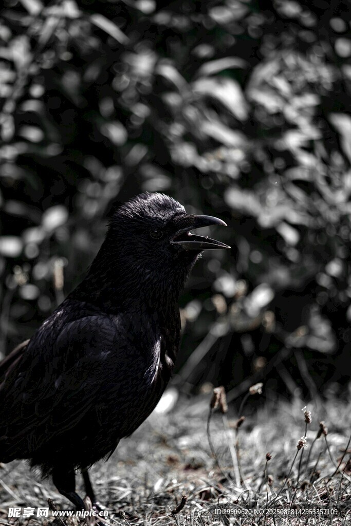 黑鳥立于草地與綠植間