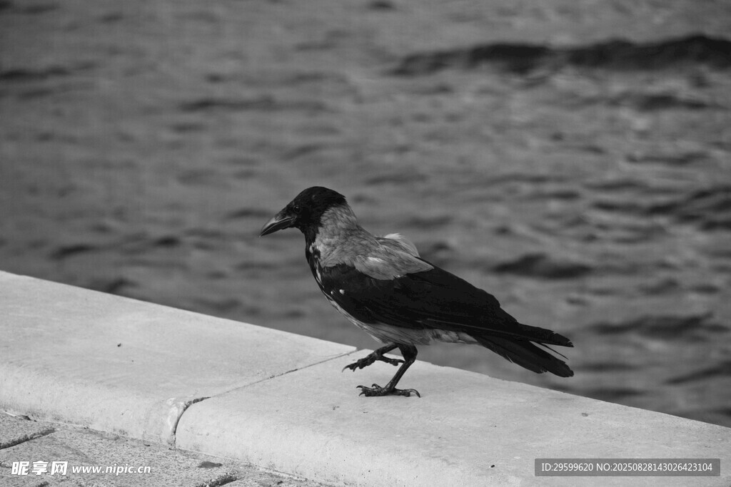 岸邊獨行的黑鳥