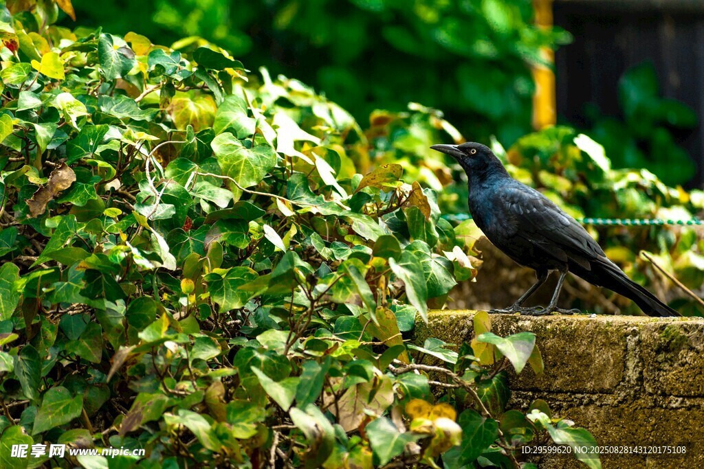 墻頭黑鳥(niǎo)立于綠植間