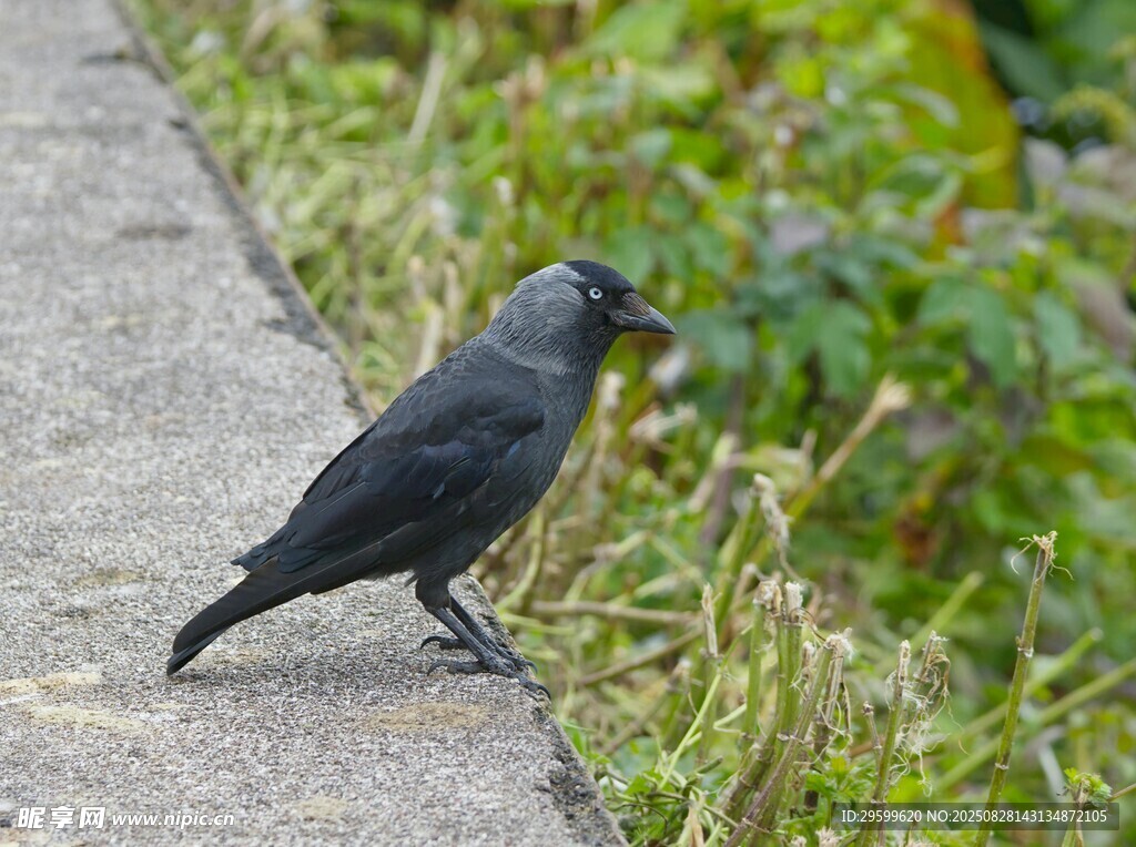 灰鳥立于路邊草地