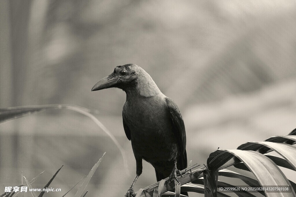 枝頭佇立的黑鳥