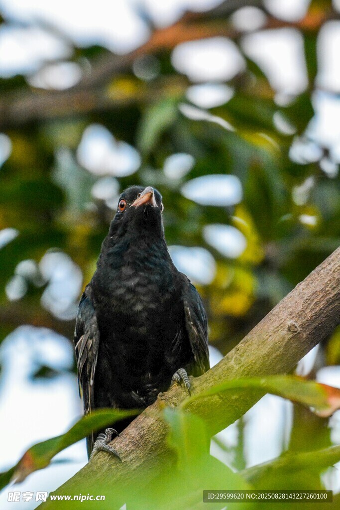 枝頭黑鳥